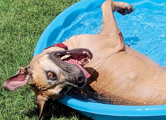 Pet of the Week